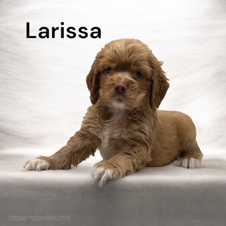 puppy, for, sale, Cocker Spaniel, Joe & Cherri  Overlease, dog, breeder, Miller, MO, dog-breeder, puppy-for-sale, forsale, nearby, find, puppyfind, locator, puppylocator, aca